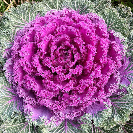 Candy Crush, (F1) Kale - 500 Seeds image number null